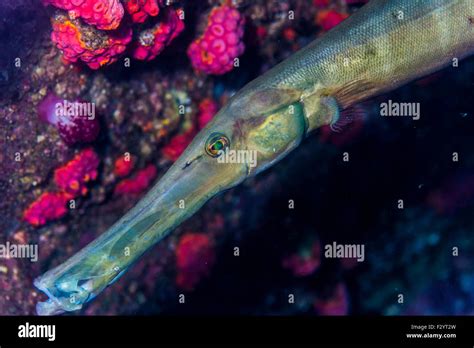 trumpetfish scientific name